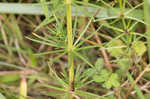 Yellow Spring bedstraw 